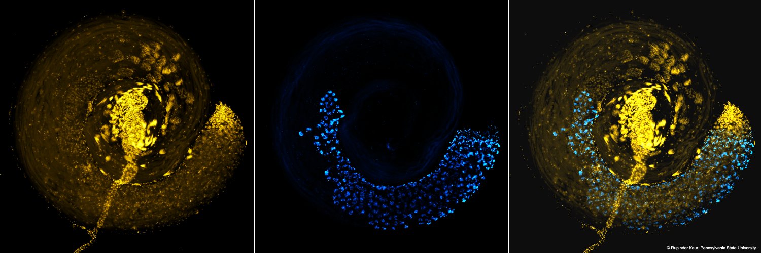 Rupinder Kaur, PhD banner