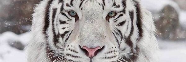 Mychaela13's profile banner image