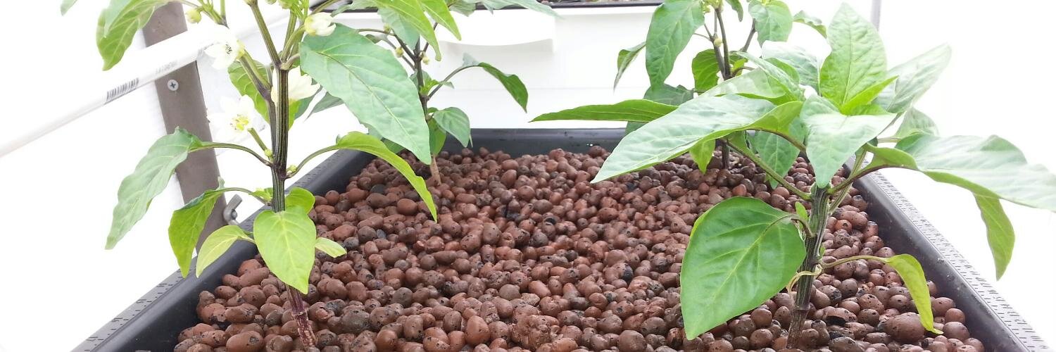 Always Grow Green banner