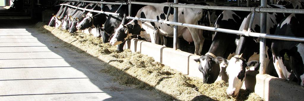 ubcDairy's profile banner image