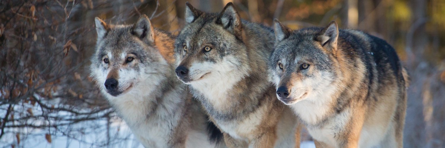 Jesus Vargas 🐺🟨⬛ banner