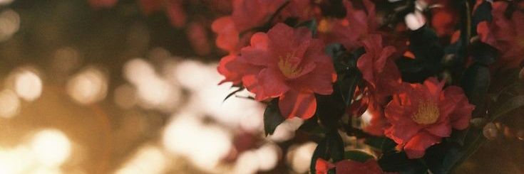 Mrs.Yun⁷🐞ARIRANG! banner