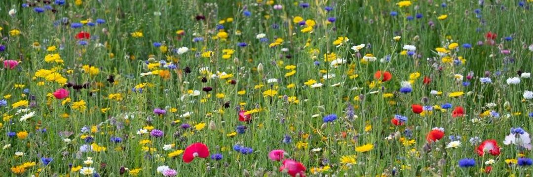 @wonkyteeth on bluesky banner