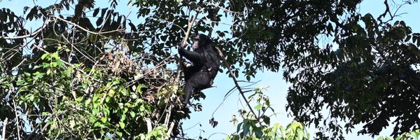 pateixidor Profile Banner