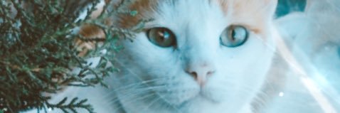 JuubsCordeiro's profile banner image