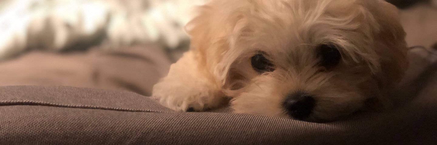 ChinChubss's profile banner image