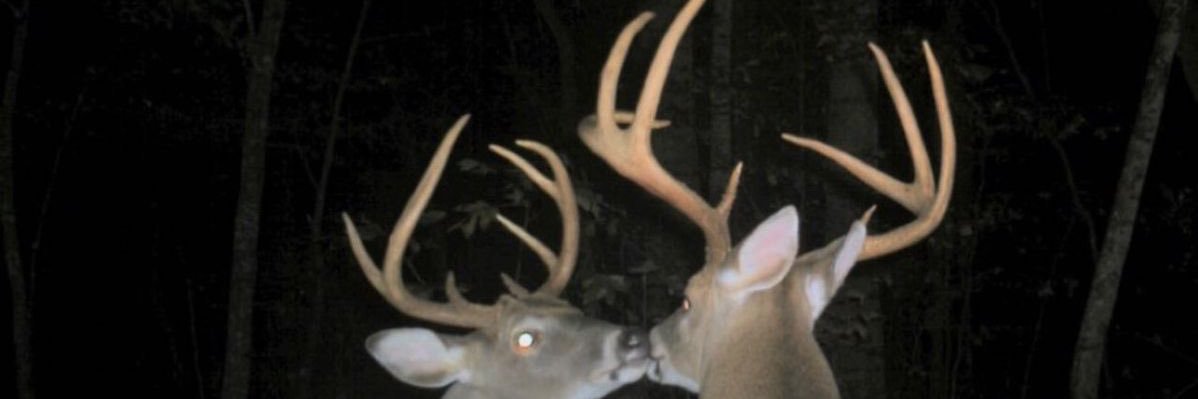 maría ۶ৎ ྂ⋆ banner