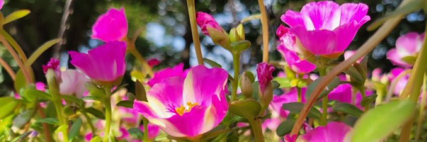 E.T. Phone Home banner