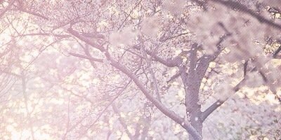 minimilk11's profile banner image