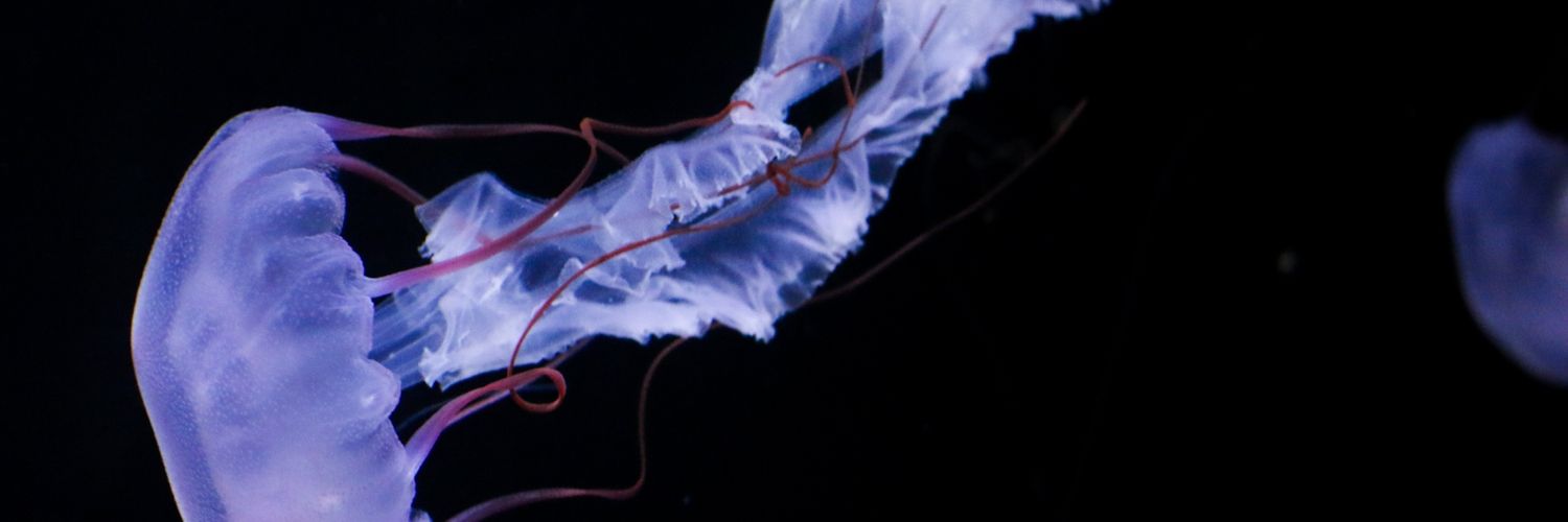 くらむ♨️ banner