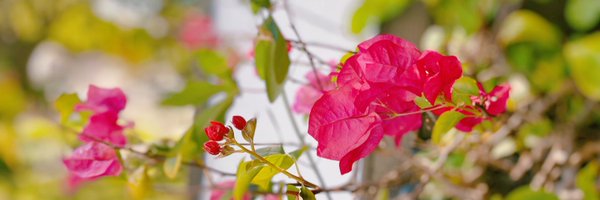 Shan_shan_Bai Profile Banner