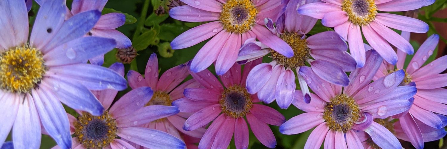 Lawkward Lady banner