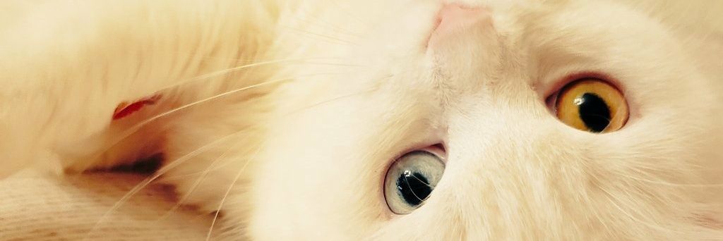 Q01271's profile banner image