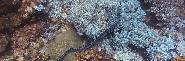 CYVirgino Profile Banner