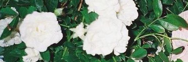 courgette0701 Profile Banner