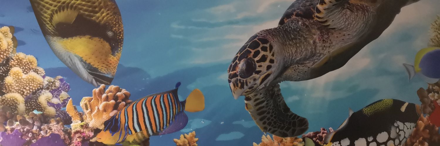 edu_cayman's profile banner image