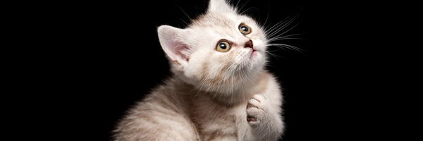 AbleismCat Profile Banner