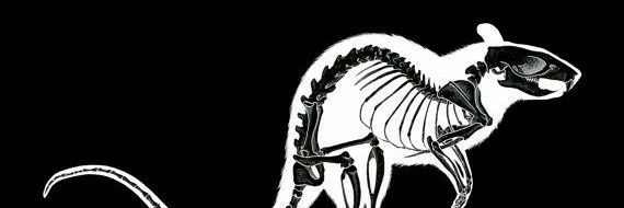 emlorojo's profile banner image