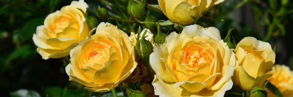 PeterBealesRose Profile Banner