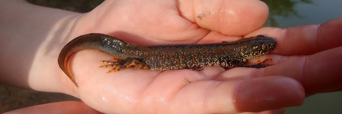 Wildscapes CIC banner