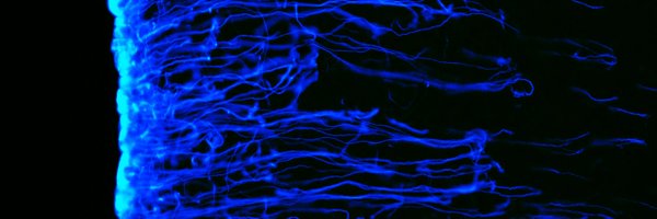 Kanoski_Lab Profile Banner