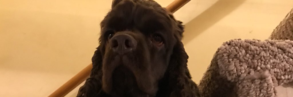 brandonoswald71's profile banner image