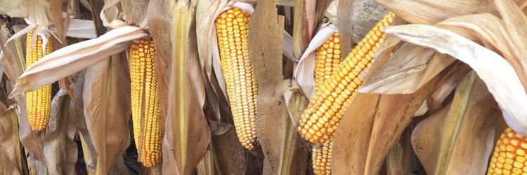 farmerlevi's profile banner image