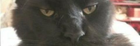 Mₐⱼₒᵣ Gₒₒₙ Bₑₐₛₜ banner