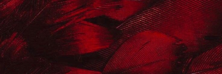 alec❤️‍🔥 ( ♡s kay ) ( loudred )'s banner