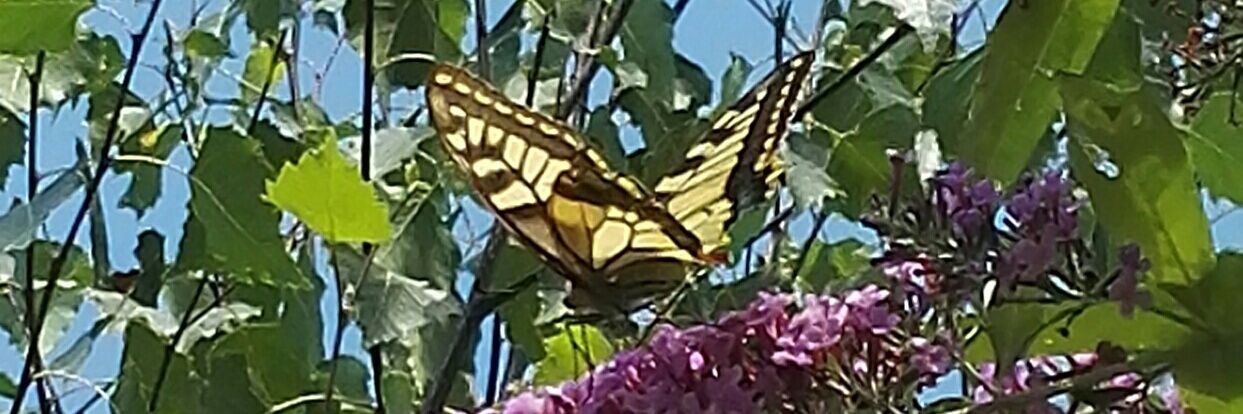 Squirelli  🐿 banner