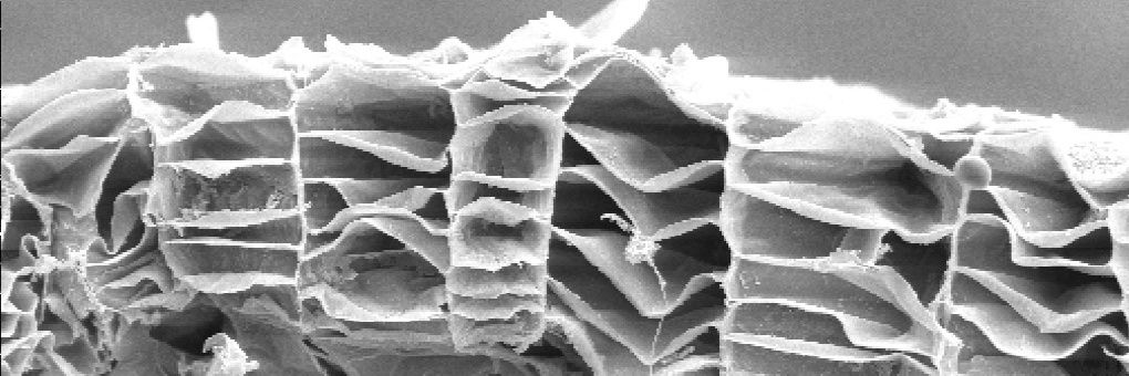 Laboratori del Suro banner