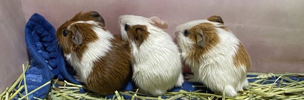 hachiwaremoru Profile Banner