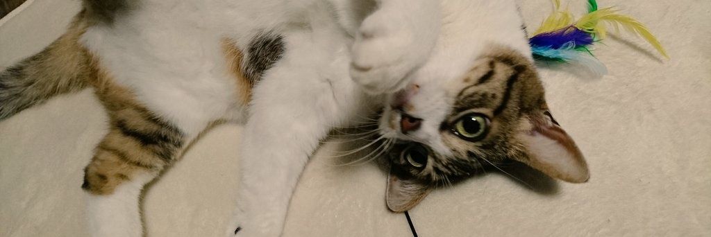 P（ﾋﾟｰ）＠シャドバWBハマり中's banner