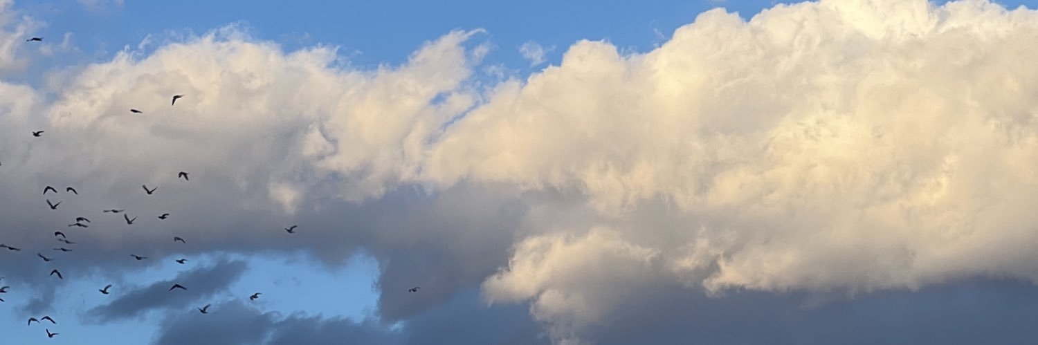 taraneml's profile banner image