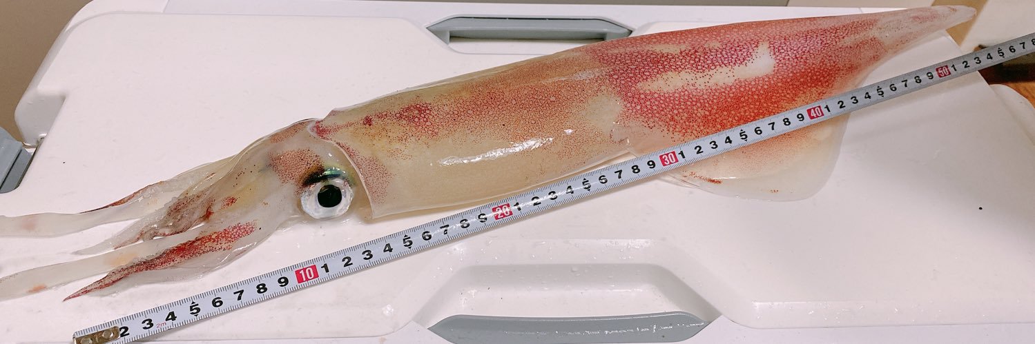 アメちゃん🎣🦑 banner