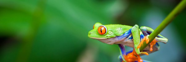 EvoDevo_BMC Profile Banner