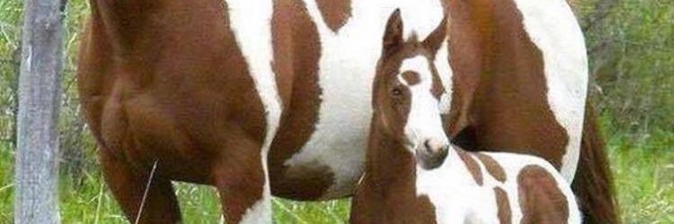 Alfredo Trapenzo (Freddy) banner