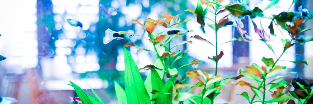chikichia's profile banner image