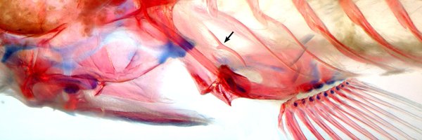 dnltbing Profile Banner