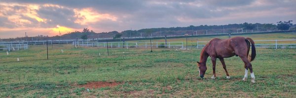 TheSharkLady Profile Banner