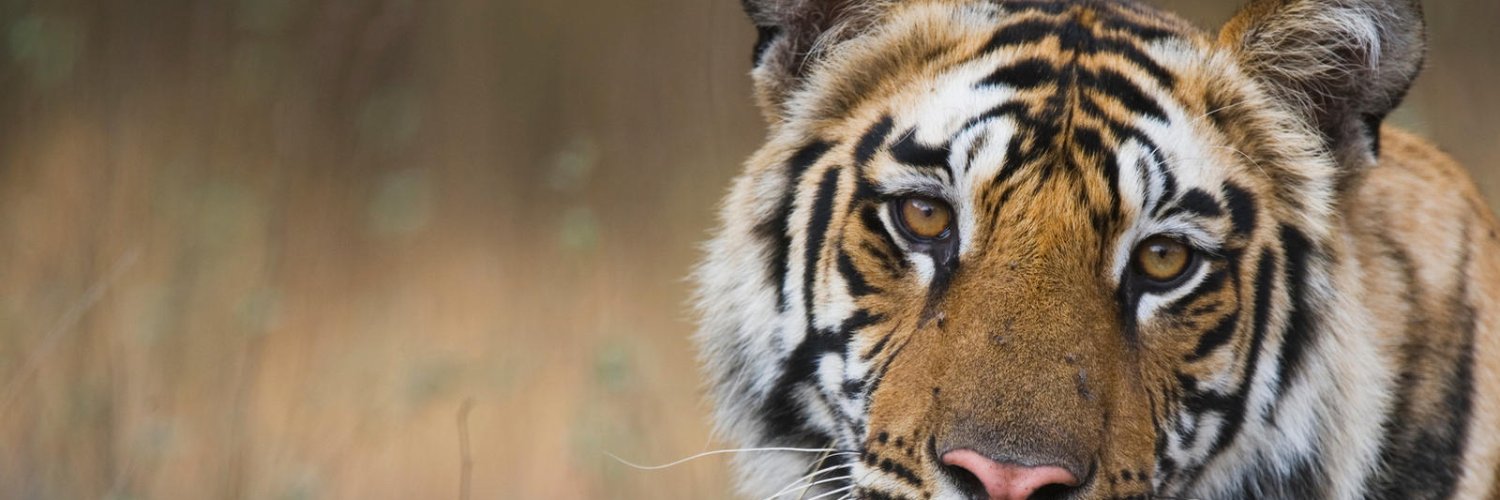 OHS Tiger Leadership Class banner