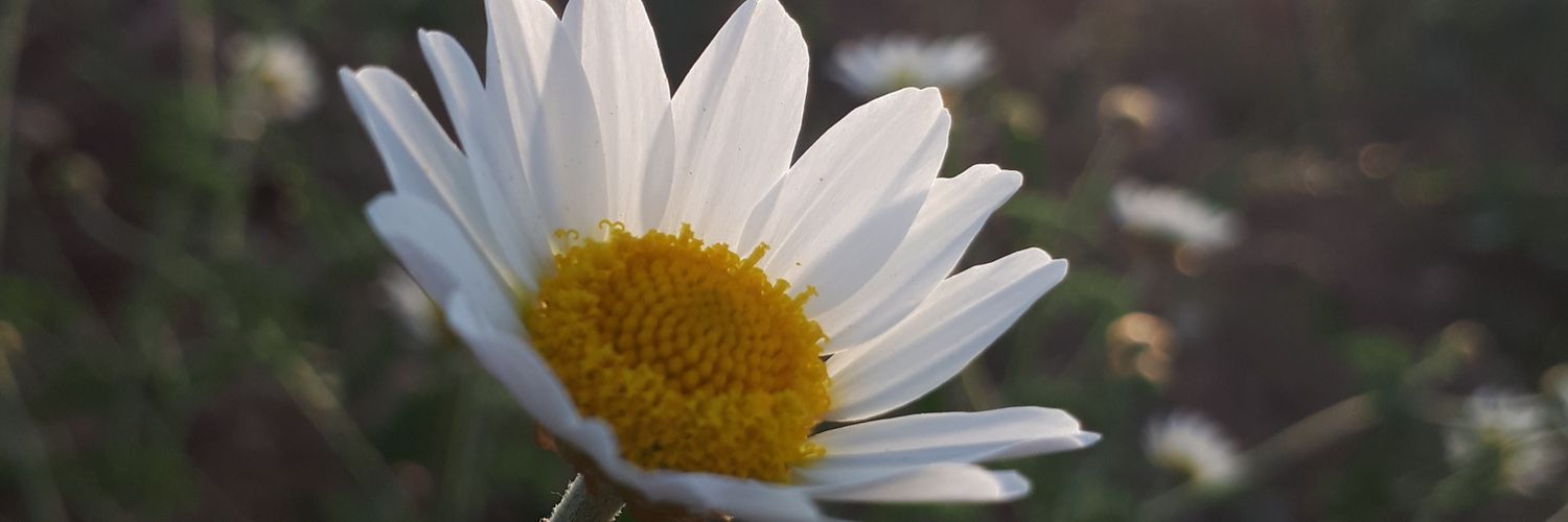 Farshidb79's profile banner image