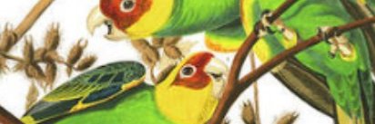 GoldenMacaw 🍎🍎 No to Carney banner