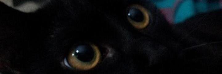 Conchicobas's profile banner image