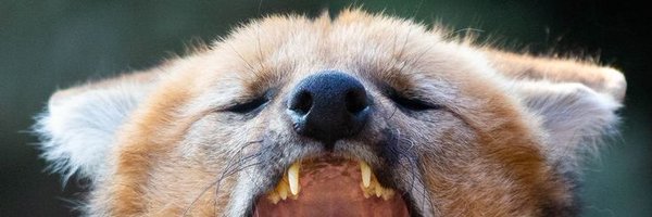 NuncioNull Profile Banner