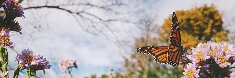 𝙏𝘾𝙝.- 𖧷 | ลาบอทชั่วคราว banner