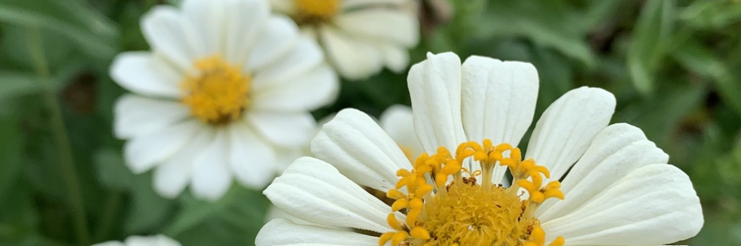 floraLtria's profile banner image