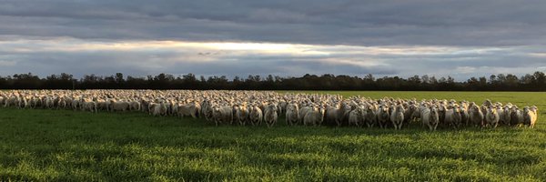 WilleraMerinos Profile Banner