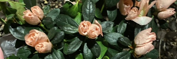 katec1956 Profile Banner