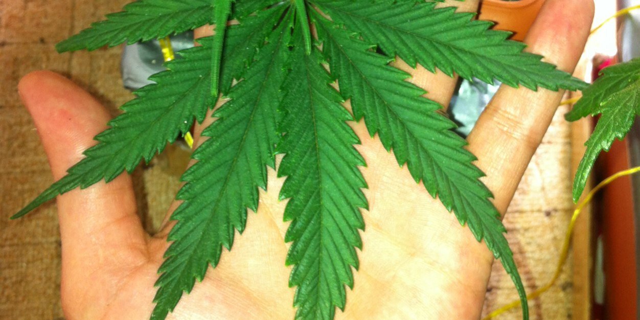 blazeman_bud's profile banner image